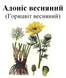 Адоніс весняний/горицвіт весняний, трава суха, 30 грам. 1209545743 фото 2