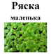 Ряска маленькая, трава сухая, 40 грамм. 1696555762 фото 2