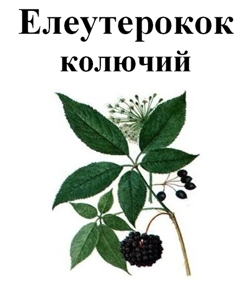 Елеутерокок колючий, коріння сушене, 50 грам. 1699353399 фото