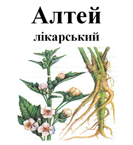 Алтей лікарський, корінь сушений, 50 грам. 1209562995 фото