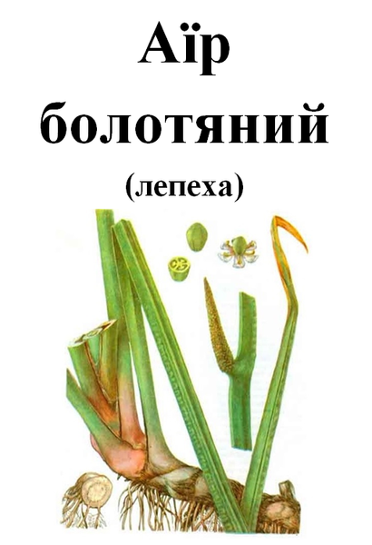 Аир болотный (лепеха, аїр), корень сушенный, 50 г 1209569709 фото