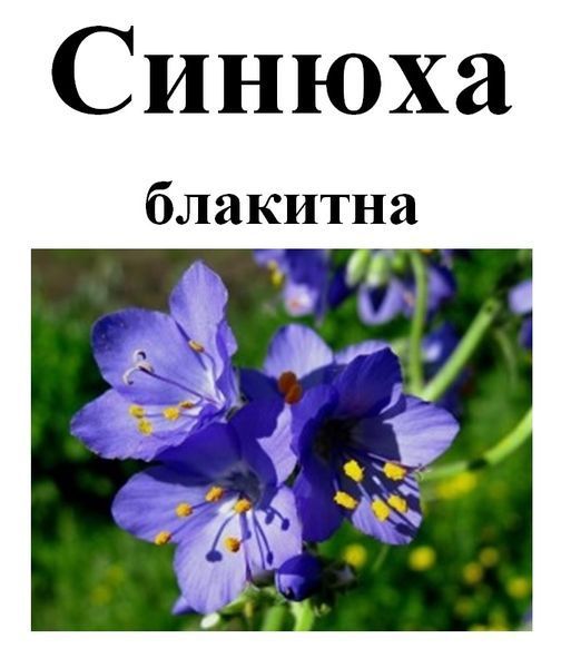 Синюха блакитна, корінь сухий, 20 грам. 1240968887 фото