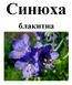 Синюха блакитна, корінь сухий, 20 грам. 1240968887 фото 2