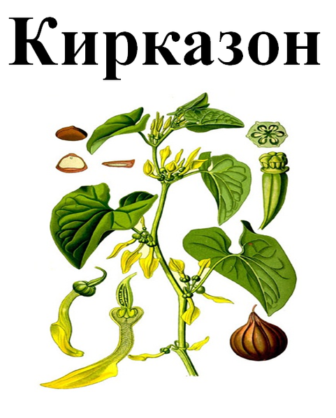Кірказон трава (філонік, філільник), трава суха, 40 грам. 1219906274 фото