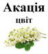 Акация белая, цветки сушенные, 30 грамм. 1209591416 фото 2