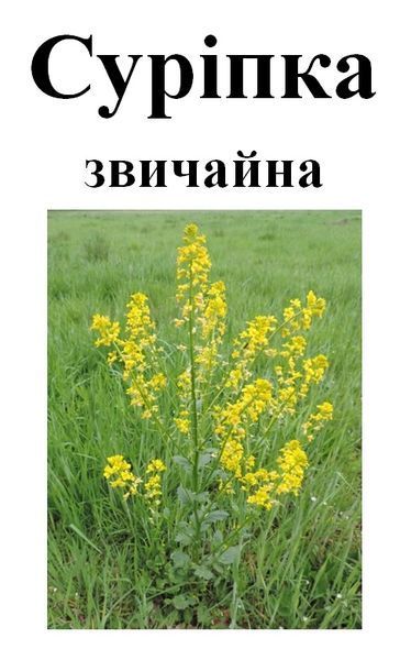 Суріпка звичайна, трава суха, 40 грам. 2041087697 фото