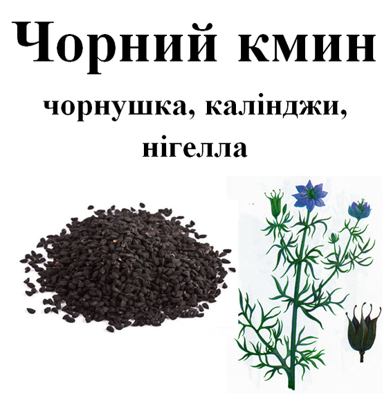 Чорний кмин/чорнушка/калінджі/нигелла, насіння, 50 грам. 1215126620 фото