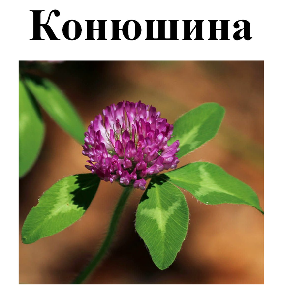 Конюшина лугова, цвіт сушений, 30 грам. 1219909237 фото