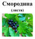 Смородина, лист сушений, 30 грам. 2321289592 фото 2