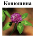 Конюшина лугова, цвіт сушений, 30 грам. 1219909237 фото 2