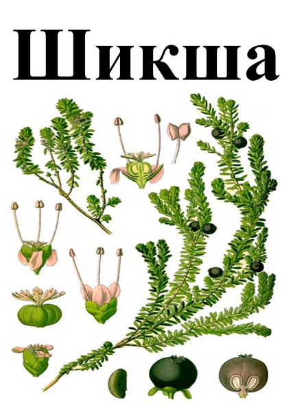 Шикша, трава сухая, 30 грамм. 1708695279 фото