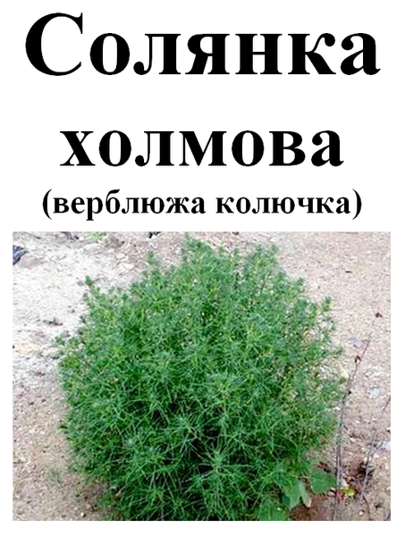 Солянка холмовая (верблюжья колючка), трава сухая, 30 грамм. 1240972640 фото