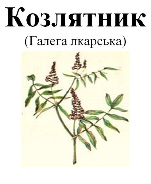 Козлятник (галега лекарственная), трава сухая, 35 грамм. 1219914129 фото