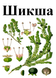 Шикша, трава сухая, 30 грамм. 1708695279 фото 2