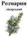 Розмарин лекарственный, трава сухая, 45 грамм. 1215128637 фото 2