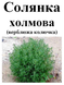 Солянка холмовая (верблюжья колючка), трава сухая, 30 грамм. 1240972640 фото 2
