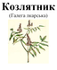 Козлятник (галега лекарственная), трава сухая, 35 грамм. 1219914129 фото 2