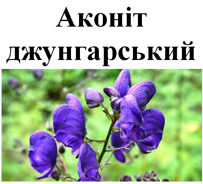 Аконіт джунгарський, корінь сухий, 20 грам 1578775059 фото