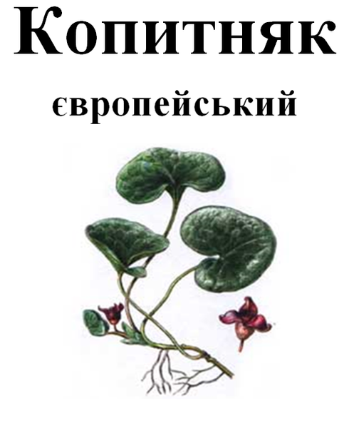 Копитняк європейський, трава суха, 30 грам. 1219914275 фото