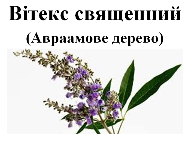 Витекс священный/Авраамово дерево, семена, 20 грамм. 1215131709 фото