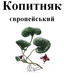 Копитняк європейський, трава суха, 30 грам. 1219914275 фото 2