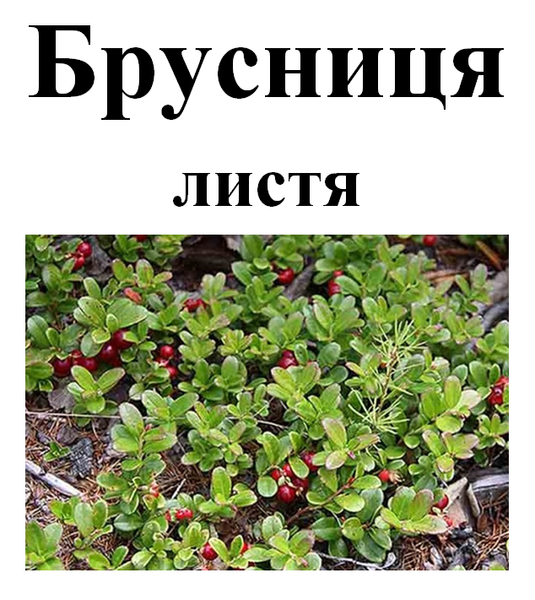 Брусниця (брусничник), трава суха, 40 грам. 1209657834 фото