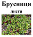 Брусниця (брусничник), трава суха, 40 грам. 1209657834 фото 2