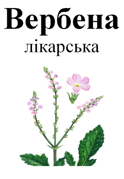 Вербена лекарственная, трава сухая, 20 грамм. 1215132842 фото