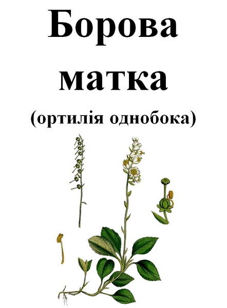 Боровая матка (ортилия однобокая), трава сухая, 35 грамм. 1209625277 фото