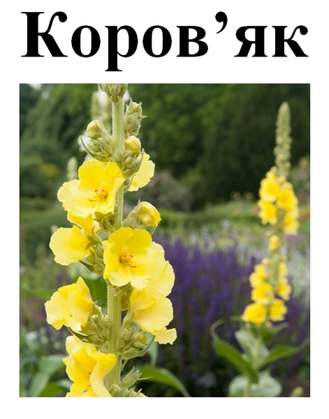 Коров'як скипетровидний, трава суха, 30 грам. 1219914404 фото