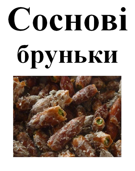 Соснові бруньки, 50 грамм. 1240976824 фото