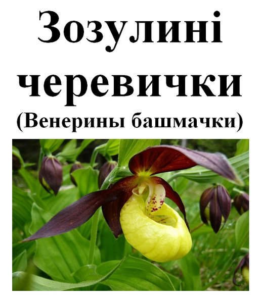 Венерины башмачки, трава сушеная, 20 грамм. 1709676117 фото