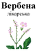Вербена лекарственная, трава сухая, 20 грамм. 1215132842 фото 2