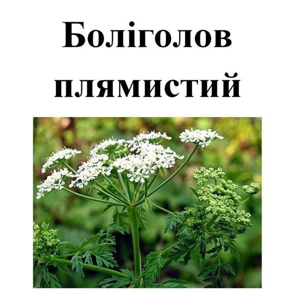 Боли голов пятнистый 2025 року, трава суха, 50 грам. 2055652503 фото