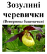 Венерины башмачки, трава сушеная, 20 грамм. 1709676117 фото 3