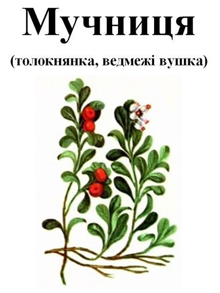 Толокнянка/мучниця/ведмежі вушка, трава сухая, 40 грамм. 1240983423 фото