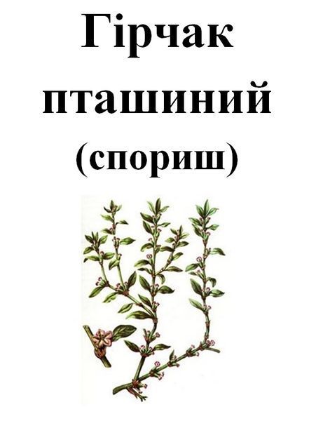 Гірчак пташиний (спориш), трава суха, 50 грам. 1215148433 фото