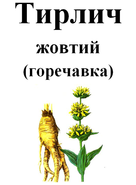 Горечавка желтая, корень сухой, 50 грамм. 1215149334 фото