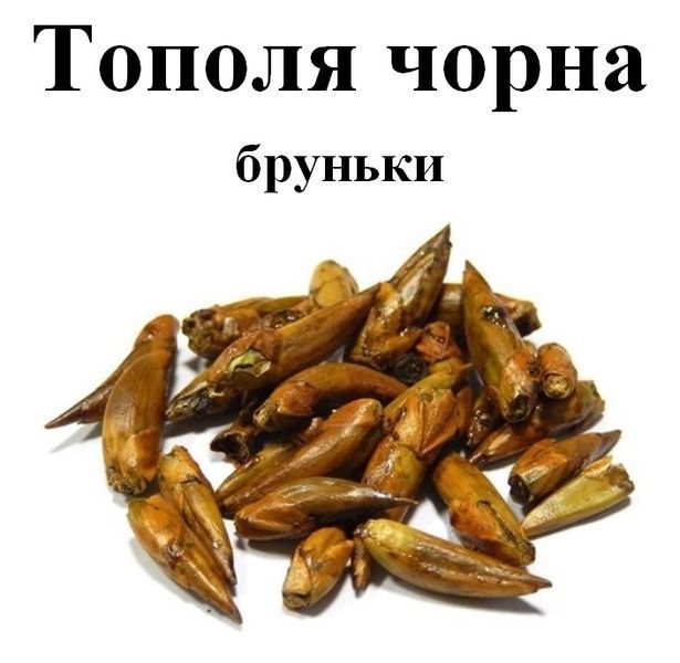 Тополя чорна, бруньки, 50 грам. 1240985539 фото