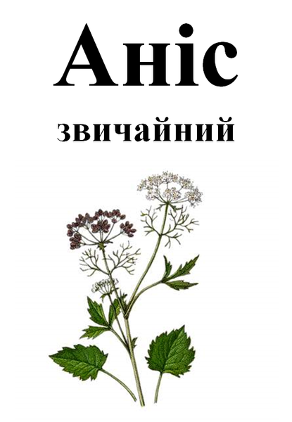 Анис обыкновенный (семена), 50 грамм. 1211257286 фото