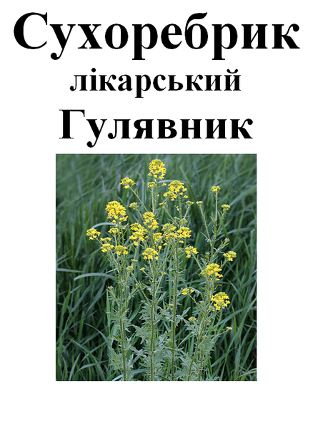 Гулявник лекарственный, трава сухая, 100 грамм. 1215150849 фото