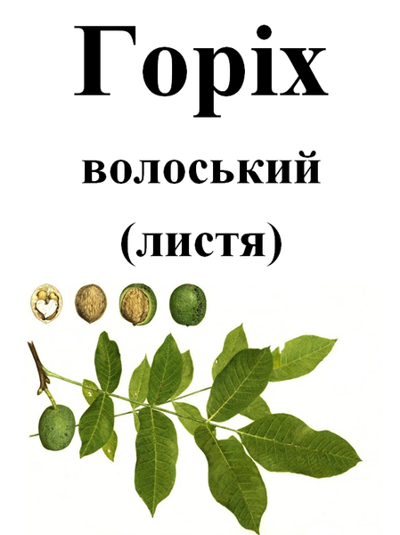 Лист грецкого ореха сухой, 30 грамм. 1716978770 фото
